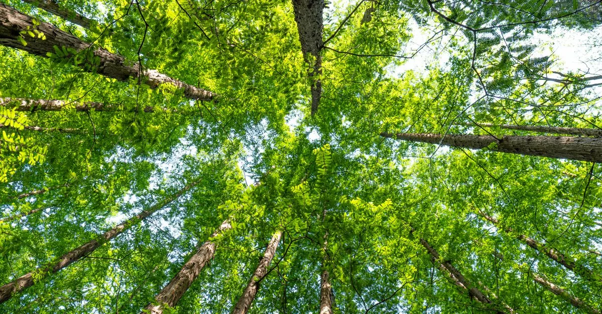 découvrez tout sur les réglementations environnementales : normes, obligations légales et bonnes pratiques pour protéger la planète.