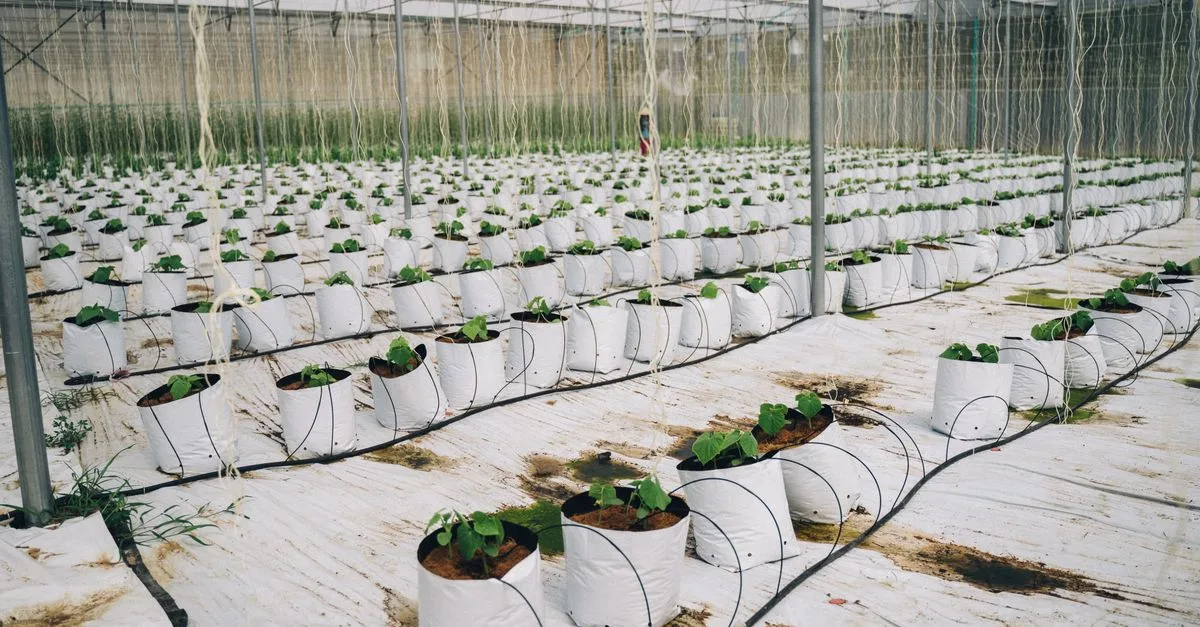 découvrez une ferme écologique innovante alliant techniques durables et respect de l'environnement pour une agriculture responsable et productive.