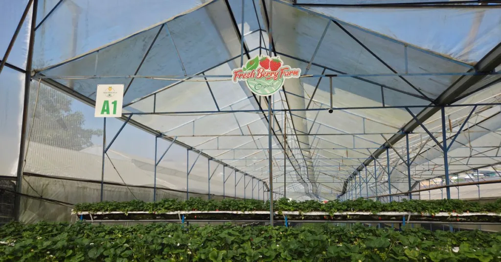 découvrez une ferme écologique innovante alliant respect de l'environnement, technologies durables et pratiques agricoles modernes pour un avenir responsable.