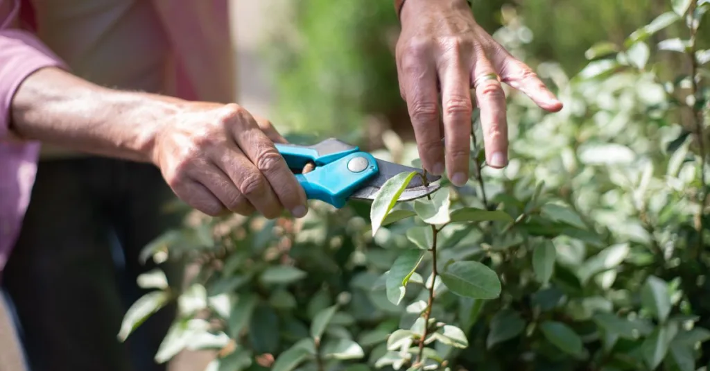 découvrez des conseils pratiques et techniques pour tailler vos plantes efficacement, favoriser leur croissance et améliorer leur santé.