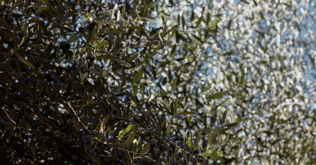 découvrez la teinte olive green, une couleur naturelle et apaisante qui apporte une touche d'élégance et de sérénité à votre décor ou votre style.